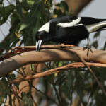 Cassican fluteur dans le parking de Wattamolla, Royal National Park