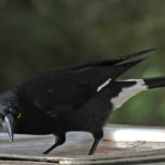 Grand réveilleur en quête de nourriture, Royal National Park