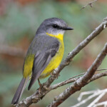 Miro à poitrine jaune, Wattamolla, Royal National Park