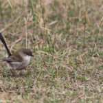 Mérion superbe sur les pelouses côtières de Wattamolla, Royal National Park