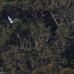 Cacatoès survolant la forêt du Royal national park, Bungoona Lookout