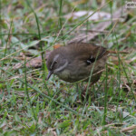 Séricorne à sourcils sur les pelouses côtières de Wattamolla, Royal National Park