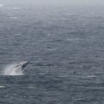 Mégaptères sautant au large de Wattamolla sous la pluie, Royal National Park