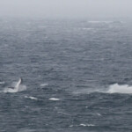 Mégaptères sautant au large de Wattamolla sous la pluie, Royal National Park