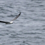 Pygargue glabre longeant les falaises de Wattamolla, Royal National Park