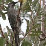 Méliphage à gouttelettes, sentier de Wattamolla, Royal National Park