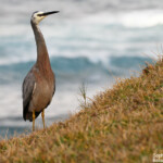 Aigrette à face blanche près de little Garie, Royal National Park
