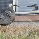 Aigrette à face blanche, face au miroir, Royal National Park