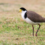 Vanneau soldat dans les pelouses côtières de Garie Beach, Royal National Park