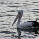 Pélican australien dans le port de Bundeena, Royal National Park