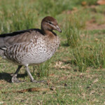 Canard à crinière femelle, Audley, Royal National Park