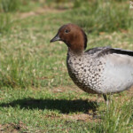 Canard à crinière, Audley, Royal National Park