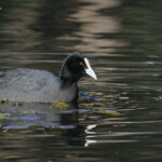 Foulque macroule, Audley, Royal National Park