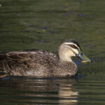 Canard à sourcils, Audley, Royal National Park