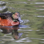 Sarcelle rousse mâle, Audley, Royal National Park