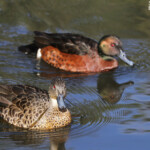Couple de sarcelle rousse, Audley, Royal National Park