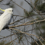 Cacatoès à crête, Audley, Royal National Park