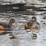 Grèbes australasiens, Audley, Royal National Park