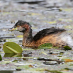 Grèbe australasien, Audley, Royal National Park
