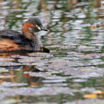 Grèbe australasien, Audley, Royal National Park