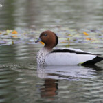 Canard à crinière, Audley, Royal National Park