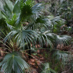 Forêt le long de la Lady Carrington Drive, Royal National Park