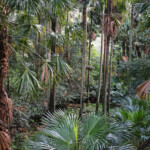 Forêt le long de la Lady Carrington Drive, Royal National Park