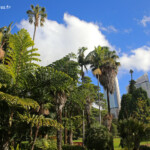 Jardin botanique de Sydney