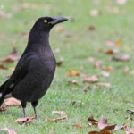 Grand réveilleur, Jardin botanique de Sydney
