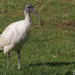 Ibis à cou noir, Jardin botanique de Sydney
