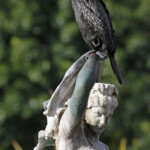 Cormoran noir, Jardin botanique de Sydney