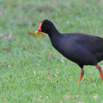 Gallinule sombre, Jardin botanique de Sydney