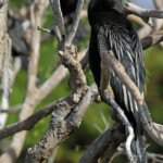 Anhinga d'Australie, Jardin botanique de Sydney