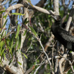 Cormoran noir, Jardin botanique de Sydney