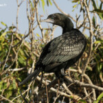 Cormoran noir, Jardin botanique de Sydney