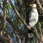 Cormoran pie, Jardin botanique de Sydney