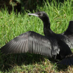 Cormoran noir, Jardin botanique de Sydney