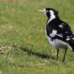 Gralline pie, Jardin botanique de Sydney