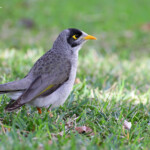 Méliphage bruyant, jardin botanique de Sydney