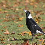 Cassican flûteur, Jardin botanique de Sydney