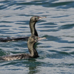 Cormoran noir, Jardin botanique de Sydney
