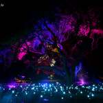 Lucioles, Vivid, Sydney