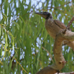 Helmeted Friarbird, Polochion casqué, Airlie Beach