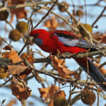 Crimson rosella, Perruche de Pennant, dans le parking du point de vue des three sisters