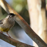 Méliphage à barbe rouge, Blue mointains