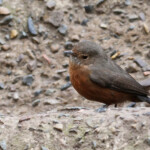 Origma des rochers, rock warbler, Three sisters