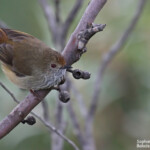 Brown Thornbill, Acanthize mignon, Blue Mountains