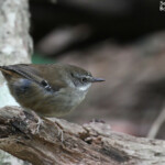 White-browed Scrubwren, Séricorne à sourcils blancs, Blue Mountains