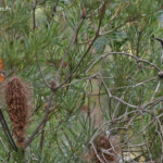 New-holland honeyeater, Méliphage de Nouvelle-Hollande, Glenbroock