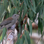 Grey shrike thrush, Pitohui gris, Glenbroock
